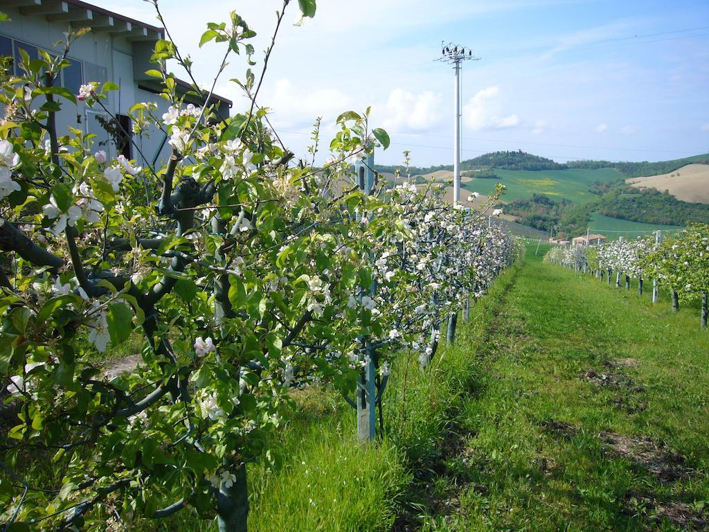 Agriturismo Fattoria Marchetti Montalto delle Marche Exterior photo
